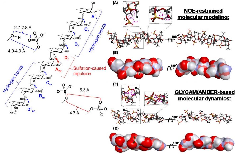 Molecular Interactions between sulfated glycans and their protein binding partner