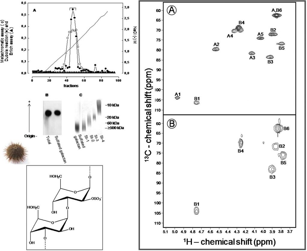 Structure elucidation of novel marine sulfated glycans