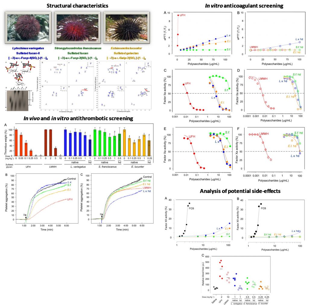 Structure-function relationship and biological screening of novel marine sulfated glycans