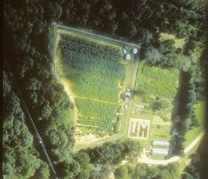 Aerial view of the first crop grown at UM.