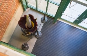 Titan Arum Corpse Flower Bloom