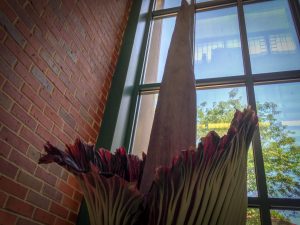 Titan Arum, Corpse Flower Bloom