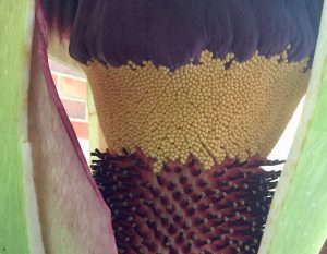 Inside of Corpse Flower