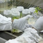 A researcher propagates cannabis plants at the University of Mississippi School of Pharmacy's Marijuana Project. The university has licensed two new drug candidates that may provide nonaddictive pain management, prevent blindness and alleviate the threat of irreversible vision loss from glaucoma and other eye diseases.